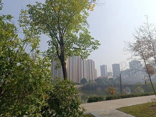 城市中绿意盎然的休闲小径