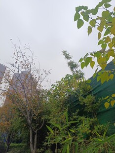 秋日里的多彩树木景观