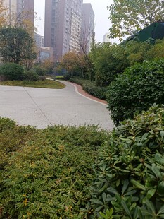 城市中绿意盎然的园林景观