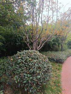 林间小径旁的绿植景观