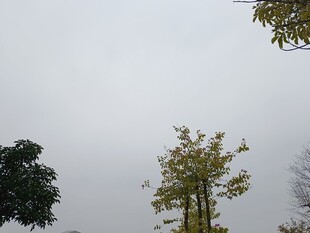 阴天中的树木景致