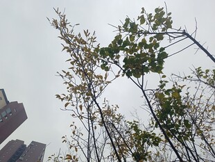 城市中挺立的绿树