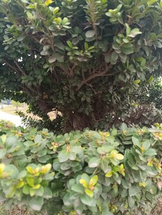 绿叶繁茂的灌木丛景观