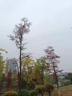 城市中的多彩树木景观