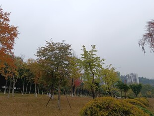 秋日多彩树林景观