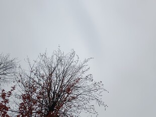 冬日枯树与阴沉天空