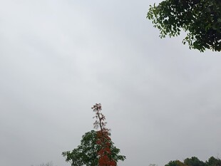 高耸信号塔与绿树相伴