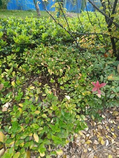 绿叶繁茂的地面植物景观