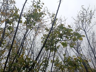 秋日树林树梢景致