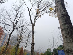 秋日萧瑟树林景象