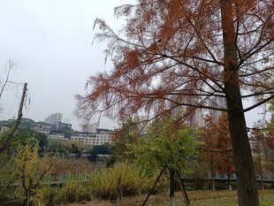 秋日公园树木景致