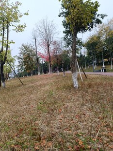 秋日公园草地树木景致