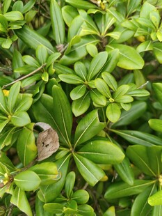 绿叶丛中的褐色叶片