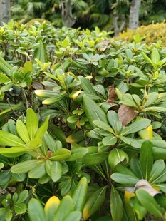 绿叶繁茂的植物景观