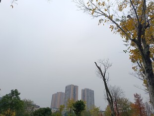 秋日城市中的树木与高楼