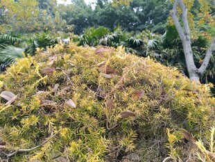 秋日斑斓灌木丛