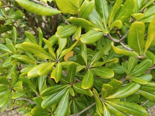 翠绿繁茂的植物叶片