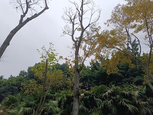 山林间的枯树与繁茂植被