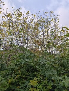 秋日繁茂绿植景观