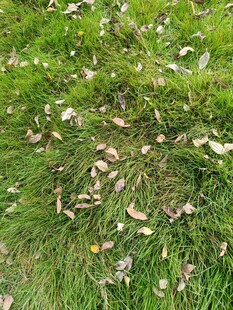 草地上散落的枯叶