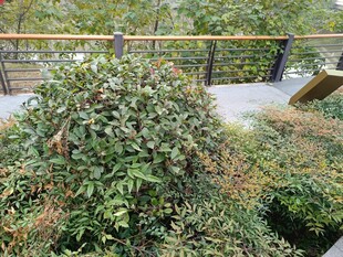 户外繁茂绿植景观