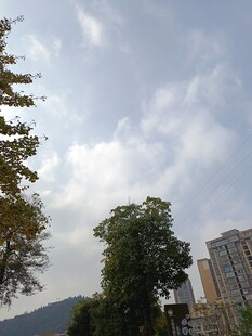 城市中绿树与高楼间的天空