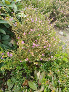 繁茂花丛中的紫色小花