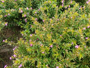 绿叶间绽放的紫色小花