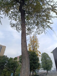 城市中高大挺拔的绿树