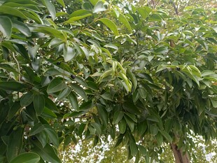 繁茂绿叶的树木景观