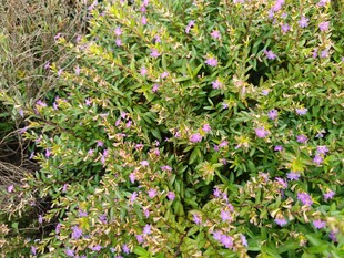 繁茂花丛中的紫色小花