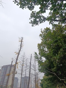 城市中枯树与绿树的景象