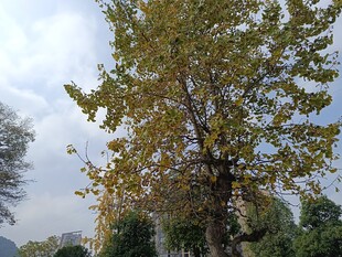 秋日大树与周边景致