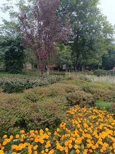 秋日花园中的绚烂花卉