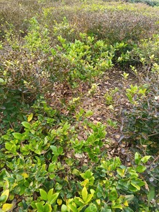 野外繁茂的绿色植物景观