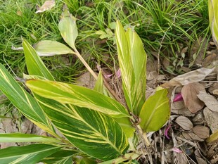 黄绿相间叶片的植物特写