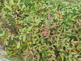 多彩灌木植物景观