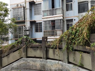 老旧居民楼旁的绿植景观