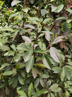 绿叶繁茂的植物景观