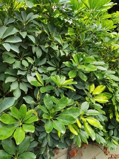 绿叶繁茂的植物景观