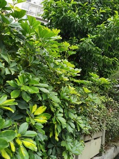 绿叶繁茂的植物景观