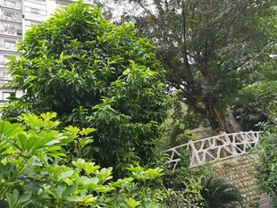 石墙边繁茂的绿植景观