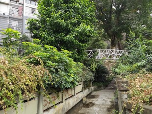 城市中的绿植小巷