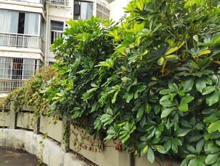 墙边繁茂绿植景观