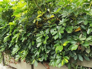 绿叶繁茂的植物景观