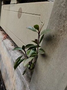 墙角绿植顽强生长