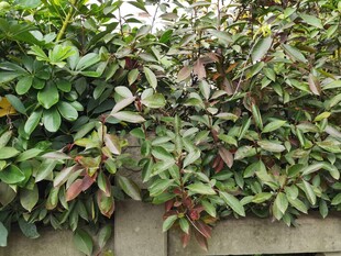 绿叶攀附石墙景观