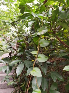 绿叶繁茂的植物景观