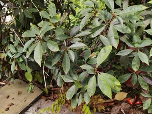 绿叶繁茂的植物景观