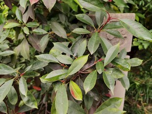 多彩叶片的植物特写